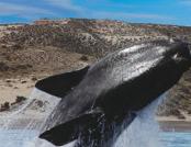 Argentina Patagonia la Terra del Fuoco